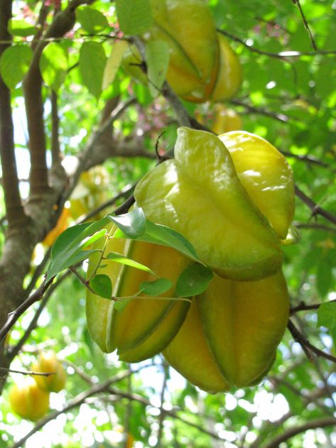 Lychee Tree, Fruit Orchard, Freesia Flowers, Growing Fruit Trees, Sour Fruit, Star Fruit, Florida Gardening, Meteor Garden 2018, Balcony Patio