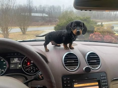 Puppies Dachshund, Puppy Dachshund, Dachshund Funny, Dachshund Puppy Miniature, Really Cute Puppies, Cute Animal Memes, Dachshund Art, Cute Animals Puppies, Very Cute Dogs