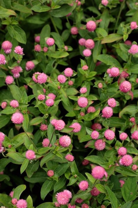 Gomphrena Flowers, Pink Gomphrena, Gomphrena Globosa, Agrostemma Githago, Gomphrena Strawberry Fields, Flower Dictionary, August Flowers, October Flowers, September Flowers