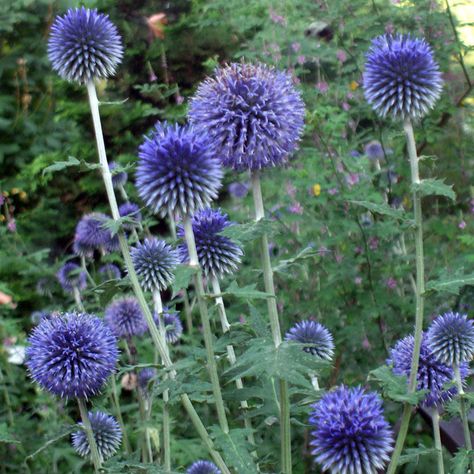 ECHINOPS BANNATICUS BLUE GLOW - Friends of Harkness Globe Thistle, Echinacea Purpurea, Blue Glow, Plant Tags, Plant Diseases, Herbaceous Perennials, Flower Border, Perennial Garden, Plant Nursery