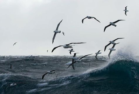 Nautical Aesthetic, Sea Storm, Lighthouse Keeper, Sea Level Rise, Travis Fimmel, Bird Photo, Birds Flying, Salt And Water, Ocean Waves