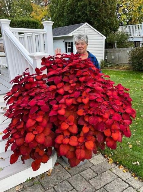 Red Coleus, Big Planters, Shade Tolerant Plants, Container Garden Design, Garden Landscape Design, Container Plants, Outdoor Plants, Hobby Lobby, My Mom