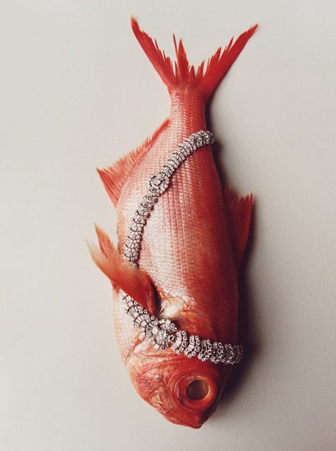 Fine Jewelry for Every Part of Your World Fish Still Life, Buccellati Necklace, Chris Rhodes, Fashion Jewelry Editorial, High Jewelry Bracelet, Part Of Your World, Fish Jewelry, Jewelry Editorial, Jewelry Photoshoot