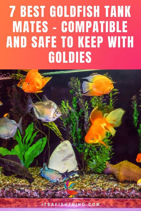 photo of an aquarium full of fish Goldfish Community Tank, 10 Gallon Goldfish Tank, Goldfish Tank Mates, Planted Goldfish Tank, Goldfish Tank Ideas, Angel Fish Tank, Freshwater Sharks, Community Fish Tank, Goldfish Care