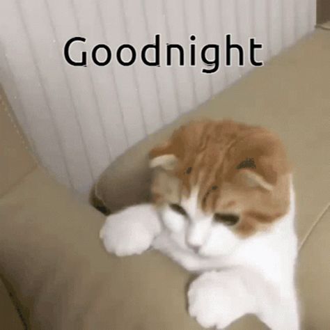 Sleep Good Night GIF - Sleep Good Night Cat - Discover & Share GIFs Funny Good Night Gif, Cute Goodnight Gif, Goodnight Gifs, Goodnight Gif, Stars Gif, Good Night Meme, Kitty Gif, Cat Reaction, Funny Good Night Quotes