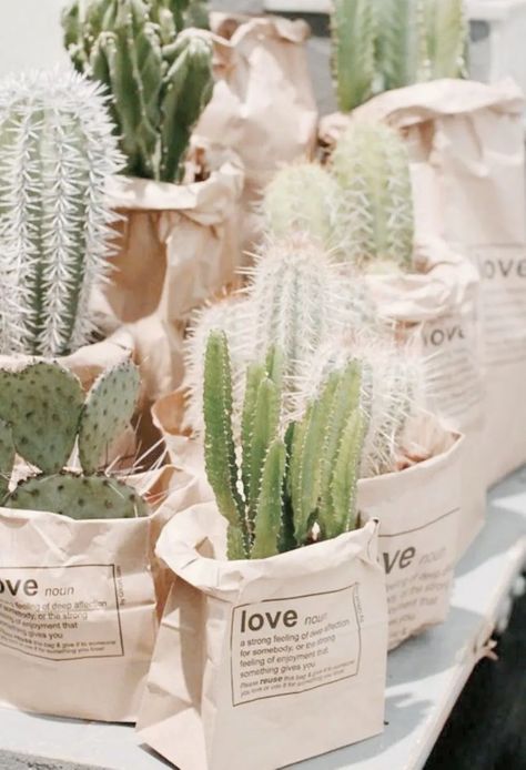 Cactus Wedding, Cactus Planta, Plants Are Friends, Cactus Y Suculentas, Deco Floral, Botanical Wedding, Desert Wedding, Pretty Plants, Cactus And Succulents