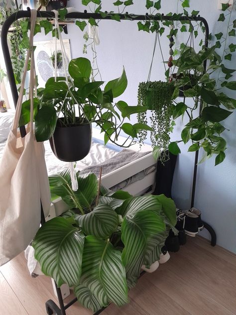 Plants On Clothing Rack, Green Plants Aesthetic Bedroom, Plant Phone Background, Plant Mom Aesthetic Bedroom, Artsy Plant Mom Aesthetic, Plant Mom Bedroom, Bedroom Full Of Plants, Plant Parent Aesthetic, Bedroom With Plants Aesthetic