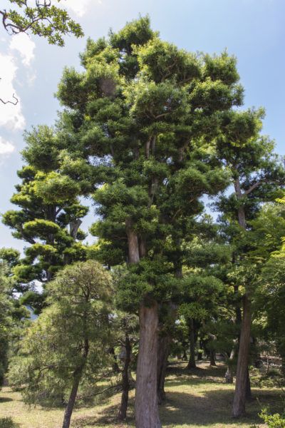 Japanese Black Pine Tree, Podocarpus Macrophyllus, Pinus Thunbergii, Black Pine Tree, Coastal Plants, Japanese Black Pine, Coniferous Trees, Evergreen Landscape, Japanese Plants