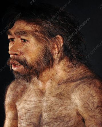 This is Peking Man! When he was found people thought he was a Pithecanthropus or Sinanthropus, but they were wrong because he is like me, a Homo erectus! Peking Man, Homo Erectus, Anne Neville, Facial Reconstruction, Human Evolution, Early Humans, Charles Darwin, Anthropology, Ancient History