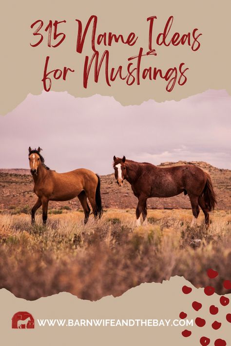 Mustangs are free and tough. Find a name that matches from this lengthy list of great ideas for mustang horse names! #horse #horselover #mustang Spanish Mustang Horse, Bill Pickett, Mustang Horses, Kiger Mustang, Horse Ownership, Wild Horses Mustangs, Best Names, New Mustang, For Mustang