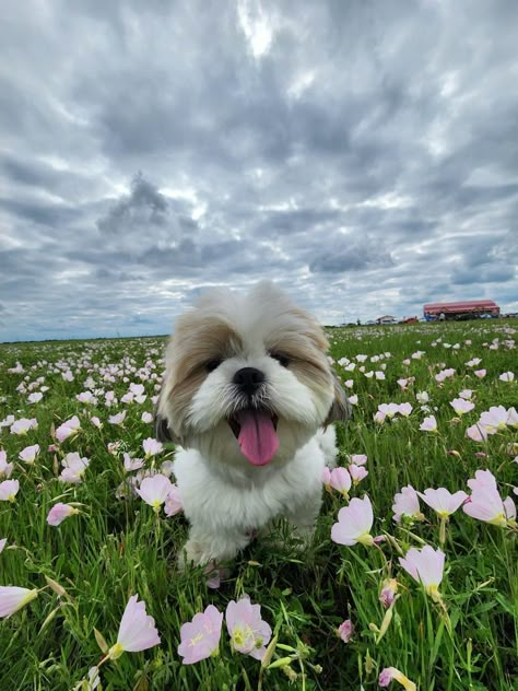 Shitzu Puppies Wallpaper Aesthetic, Shitzu Puppies Aesthetic, Shihtzu Aesthetic, Shitzu Puppies Wallpaper, Shitzu Aesthetic, Shih Tzu Aesthetic, Shih Tzu Wallpaper, Shihtzu Puppies, Dog Wallpaper Iphone