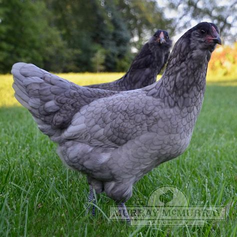 McMurray Hatchery Blue Ameraucana Pullets Blue Ameraucana, Ameraucana Chicken, Egg Production, Blue Eggs, Best Meat, Proven Winners, Backyard Chickens, Ranch Life, Chicken Breeds