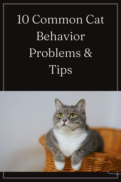 Cat behaviors Training A Kitten, Cat Behavior Facts, Cat Behavior Problems, Mean Cat, Cat Proofing, Scary Cat, Cat Hacks, Cat Care Tips, Bad Cats