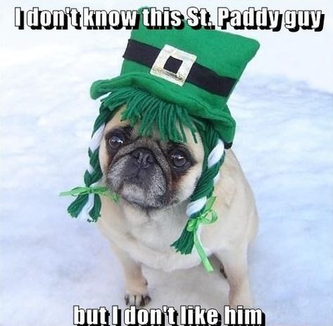 St. Patrick's Day will be here soon! These Pug dogs are already getting into the holiday spirit and are here to help you do the same! Enjoy! St Patricks Day Meme, St Patricks Day Jokes, Cute Dog Memes, St Patricks Day Pictures, St Paddys, St. Patricks Day, 10 Funniest, A Pug, Pugs Funny