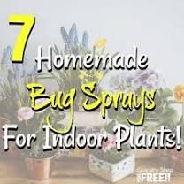 Bug Spray For Plants, Homemade Bug Spray, Plant Bugs, Plant Pests, Vegetable Garden For Beginners, Natural Fertilizer, Diy Sprays, Bug Spray, Financial Peace