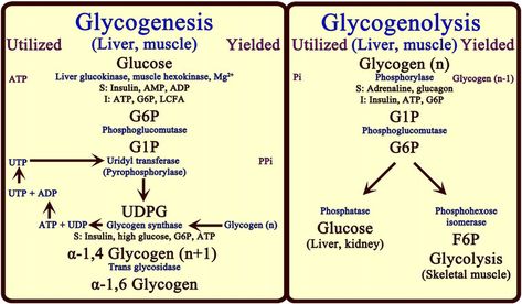 What Is Intelligence, Carbohydrate Metabolism, Metabolic Pathways, Biochemistry Notes, Organic Chemistry Study, Mcat Study, Human Body Facts, Chemistry Education, Scientific Diagram