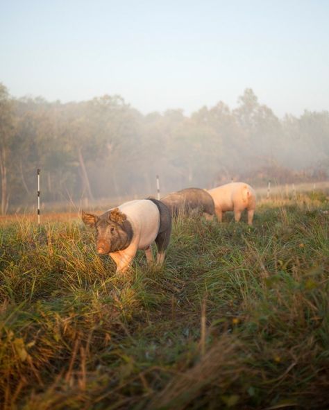 Pastured Pigs, Raising Pigs, Pig Pen, Homestead Farm, Farm Business, Future Farms, Yennefer Of Vengerberg, Free Range Chickens, Pig Farming