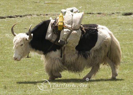 Yak Image, Running In Snow, Snow Images, China Image, Work With Animals, Environment Concept Art, Weird Animals, Animal Photo, Creature Design