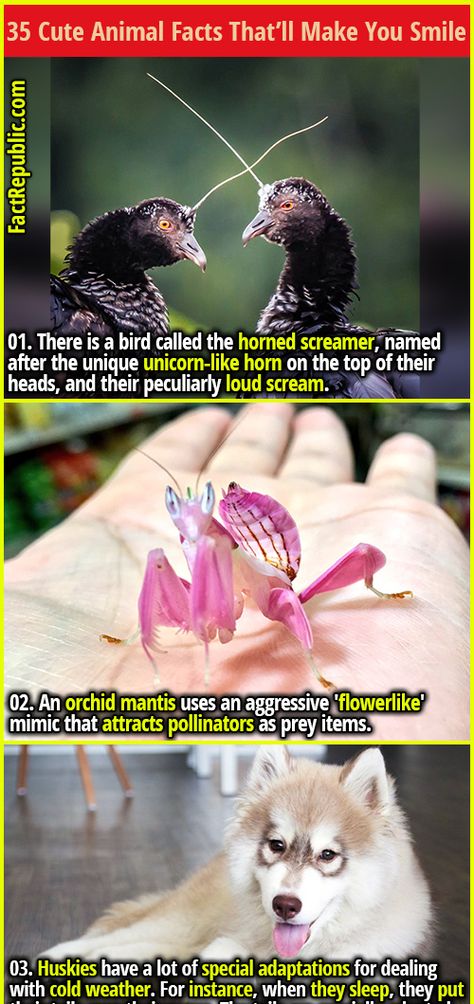 Muscular Animals, Cool Animal Facts, Random Animal Facts, Crazy Animal Facts, Harpy Bird, Animal Fun Facts, Interesting Animal Facts, Interesting Facts About Animals, Fun Animal Facts