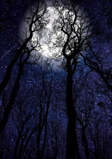 Wallpaper Goth, Night Trees, Stars Painting, Jungle Images, Aesthetic Galaxy, Star Painting, Flower Painting Canvas, Howl At The Moon, Night Forest