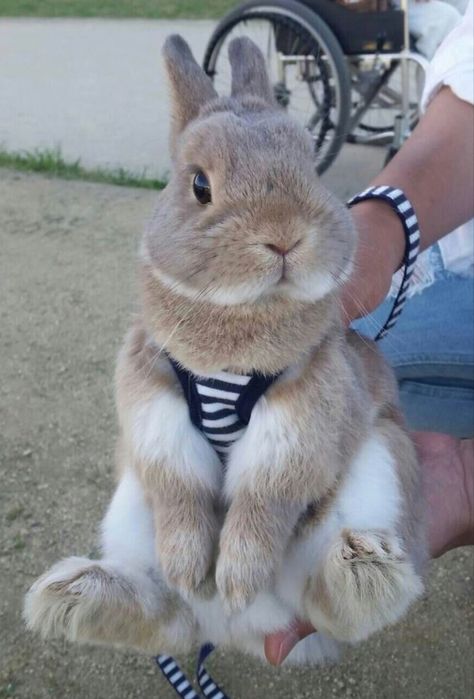 Rabbit Grooming, Bunny Harness, Lop Rabbit, Cute Wholesome, Mini Lop, Bunny Care, Big Bunny, Holland Lop, Rabbit Painting