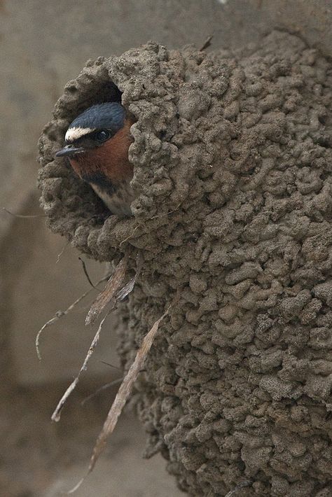 Cliff Swallow (Petrochelidon pyrrhonota) | by evimeyer Barn Swallow, Bird Eggs, Kinds Of Birds, School Education, Nature Birds, All Birds, Bird Photo, Colorful Birds, Photo Images