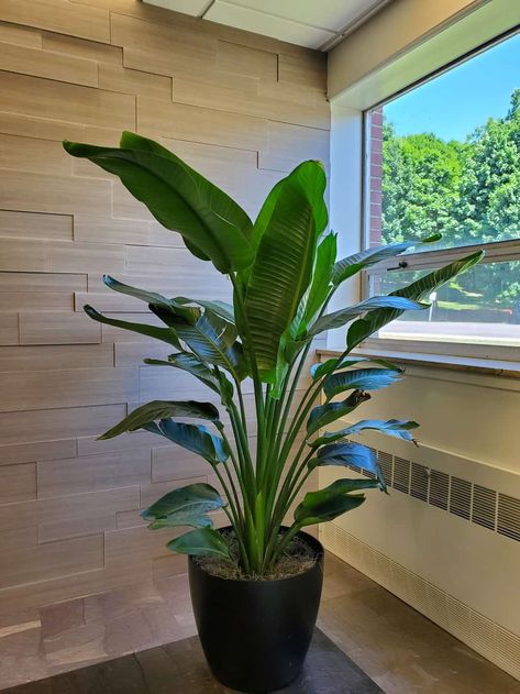 This beautiful plant is a White Bird of Paradise. Does require medium to high light with those gorgeous giant leaves. Installed in Taunton, MA. Faux Bird Of Paradise Plant, Birds Paradise Plant, Hardy Indoor Plants, Bird Paradise Plant, White Bird Of Paradise Plant, Bird Of Paradise Plant Indoor, Woman Apartment, Giant Leaves, White Bird Of Paradise