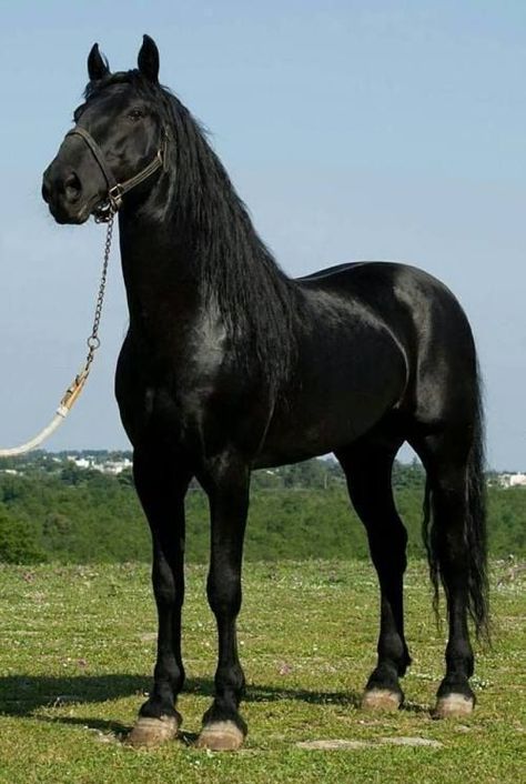 Beautiful Horses Photography, Beautiful Horse Pictures, Mustang Horse, Black Stallion, Black Horses, Most Beautiful Horses, Most Beautiful Animals, Friesian Horse, Horse Ranch