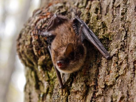 Wonders of Wildlife: Little Brown Bat | AWF Bat House Diy, Little Brown Bat, Bat Species, Bat Tattoo, Fruit Bat, Baby Bats, Cute Bat, Biblical Art, Creature Feature