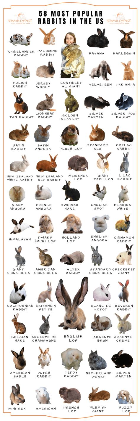 Different Types Of Bunnies, Breeds Of Bunnies, Cute Bunny Breeds, Different Bunny Breeds, Types Of Bunny Breeds, Rabbit Breeds Types Of Bunnies, Types Of Rabbits Breeds, Rabbit Care For Beginners, Bunny Care For Beginners