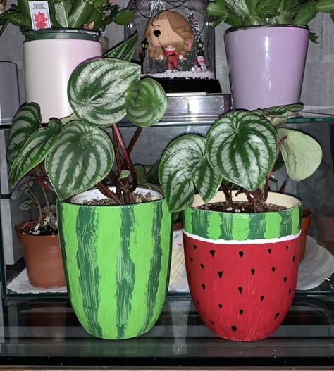 What do you guys think about my hand painted pots for my Peperomia watermelon? #diy #gardening #garden #home Peperomia Watermelon, Hand Painted Pots, Terra Cotta Pot Crafts Diy, Flower Pot People, Plant Pot Design, Flower Pot Art, Terra Cotta Pot Crafts, Flower Pot Design, Painted Pots Diy