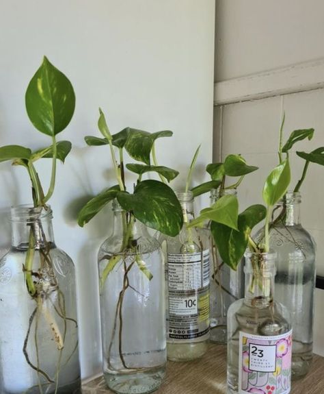 Pothos Cuttings, Deco Studio, Liquor Bottle, Plant Aesthetic, Dreamy Room, Pretty Plants, Plant Mom, Small Backyard Landscaping, Green Aesthetic