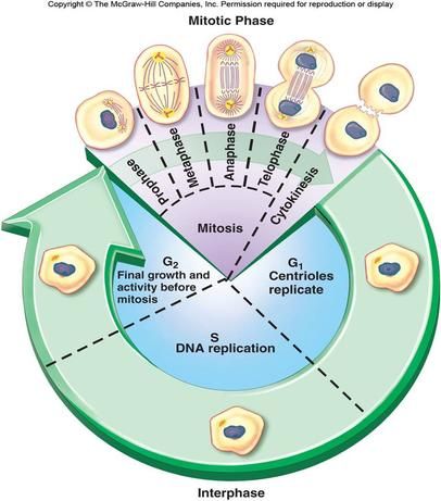 Blendspace | Cell Cycle Virtual Investigation Mitosis And Meiosis, Biology Worksheet, Study Biology, Biology Classroom, High School Biology, Cell Cycle, Biology Facts, Ap Biology, Biology Teacher