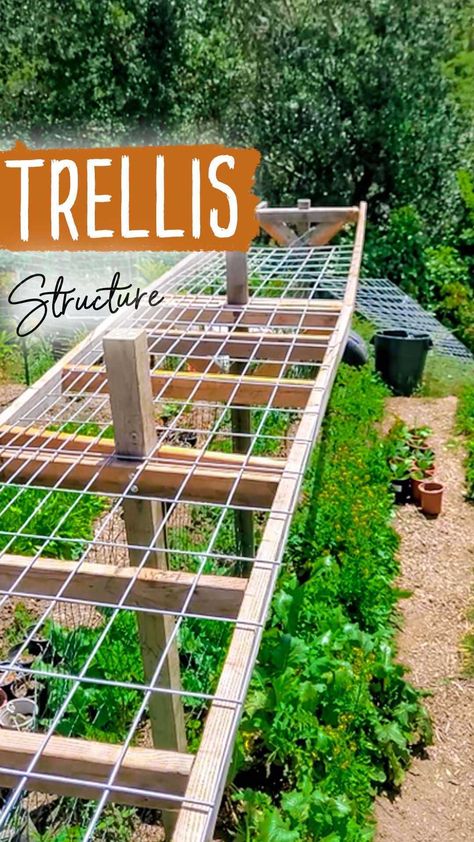 Bell Pepper Trellis, Gourd Trellis Ideas, Tomato Structure, Hog Panel Trellis, Salad Recipes Cucumber, Cucumbers And Onions In Vinegar, Tomato Trellis Ideas, Cucumber Garden Trellis, Cucumbers Recipes