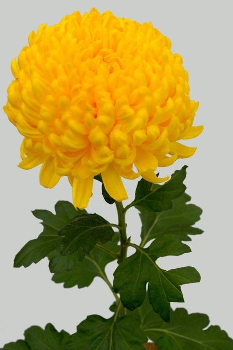 Yellow Chrysanthemum Yellow Chrysanthemum, Yellow Garden, Chrysanthemum, Cut Flowers, Madagascar, The Light, Flower Power, Color Splash, Yellow