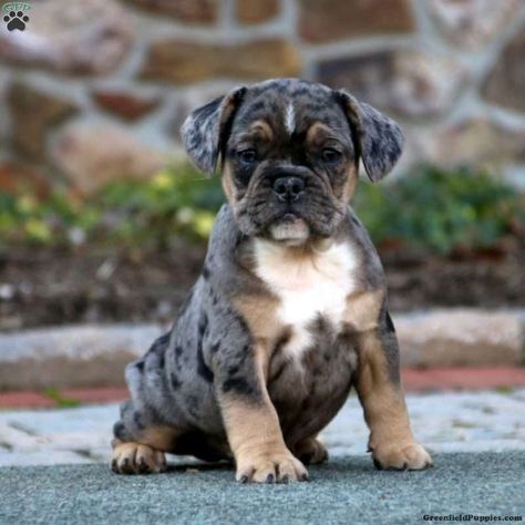 French Bulldog Mix Puppies For Sale | Greenfield Puppies Pitbull Mix Puppies, Bulldog Pitbull, Frenchie Pug, Bulldog Images, French Bulldog Mix, Dog Breeds Pictures, Greenfield Puppies, Boxer Bulldog, Pug Mix