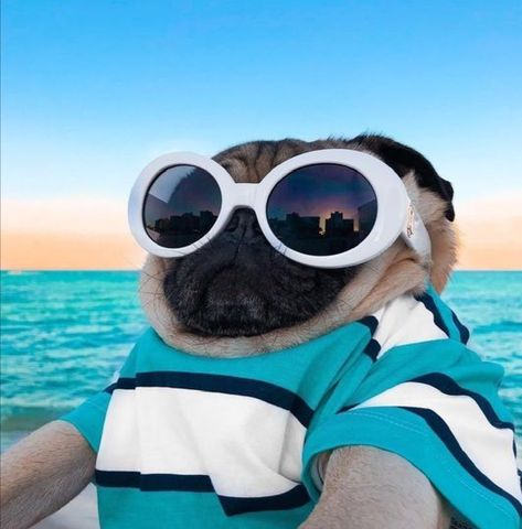 A Pug, Wearing Sunglasses, Pug Dog, Pug, The Ocean, The Beach, Sunglasses