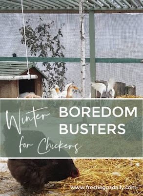 Chicken Boredom, Chicken Coop Winter, Chicken Flock, Chickens In The Winter, Duck Coop, Backyard Chicken Coop Plans, Chicken Keeping, Chicken Toys, Backyard Chicken Farming