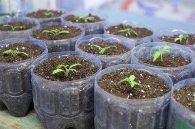 Soaking Seeds Before Planting, Aubergine Plant, Growing Eggplant, Eggplant Plant, Growing Blackberries, Eggplant Seeds, Growing Cucumbers, Growing Greens, Home Grown Vegetables