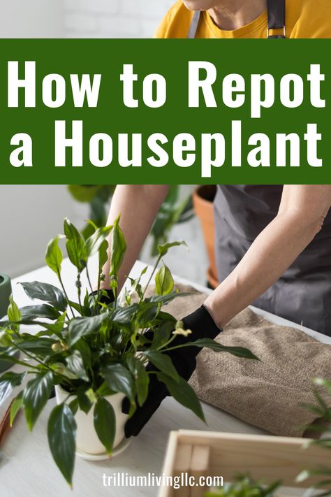 a person's holding a peace lily on a table with the text overlay: How to Repot a Houseplant Indoor Gardening Supplies, Plant Inspiration, Plant Care Houseplant, Plant Propagation, Inside Plants, Low Light Plants, Indoor Gardens, Plants Indoor, Indoor Flowers