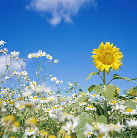 Daisies are a part of the sunflower family, and grow in very similar habitats as their big yellow relatives. Sunflower Family, Sunflowers And Daisies, Organic Mulch, Rock Garden Landscaping, Peonies Garden, Organic Garden, Great Hobbies, The Sunflower, Green Lawn