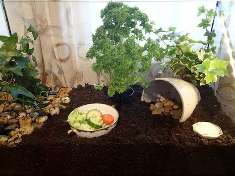 Terrarium setup for snails, plants for eating, plants for sleeping, dish with food, hiding spot, calcium, dirt and rocks. And a stick that tells me when the plants needs watering. Land Snails Terrarium, African Land Snail Tank Ideas, Land Snail Terrarium, Garden Snail Terrarium, Snail Terrarium Ideas, Pet Snails Terrarium, Snail Terrarium, Pet Snail Terrarium, African Snail