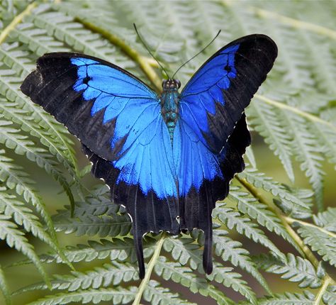 Ulysses Butterfly, Blue Morpho Butterfly, Morpho Butterfly, Flying Flowers, Blue Morpho, Butterfly Painting, Butterfly Flowers, Butterfly Garden, Blue Butterfly