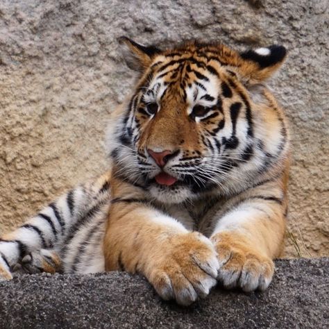 Cute Tiger Pictures, Cute Tiger, Cute Tiger Aesthetic, Tiger Aesthetics Cute, Tiger As Pet, Pet Tiger Aesthetic, Funny Tiger, Baby Tigers, Tiger Pictures