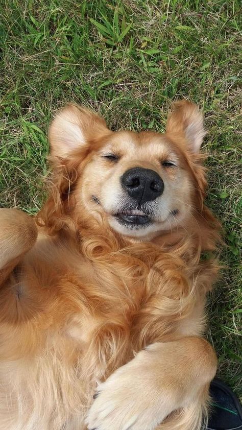 Golden Selfie, Cute Dog Wallpaper, Super Cute Puppies, Puppies And Kitties, Baby Animals Pictures, Best Dog Breeds, Cute Dogs And Puppies, Cute Animal Photos, Golden Retrievers