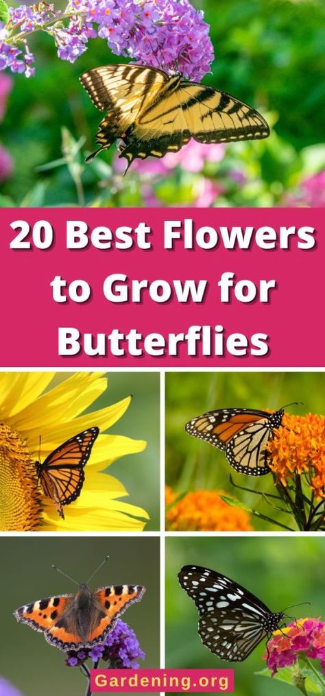 20 Best Flowers to Grow for Butterflies - Gardening