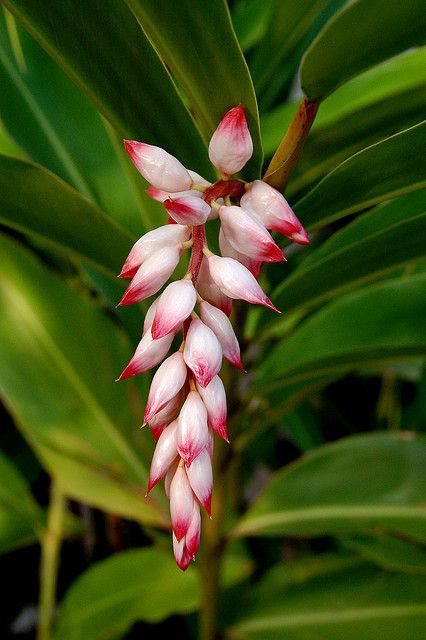 Ginger Flowers, Tropical Photography, Ginger Chews, Hawaiian Plants, Hawaii Flowers, Tropical Flower Arrangements, Anthurium Flower, Ginger Plant, Ginger Flower