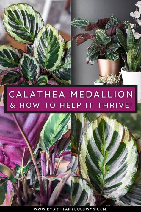 Calathea Medallion Care, Medallion Calathea, Calathea Plant Care, Prayer Plant Care, Plant Cards, Peacock Plant, Houseplant Care, Plant Party, Plant Goals