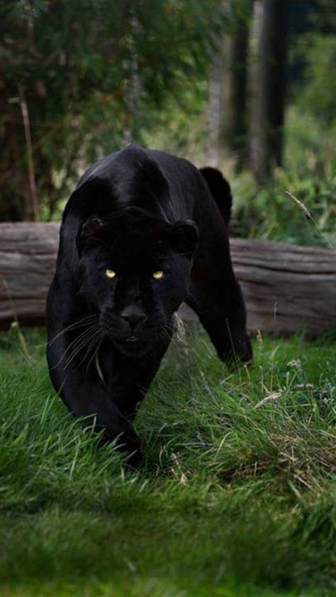 Stalking panther A Black Cat, Black Panther, Blue Eyes, A Black, Panther, Black Cat, Walking, Blue, Black