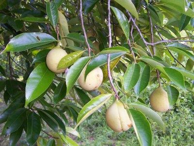 Nutmeg Cultivation – Commodity Export | Indonesia Commodity Nutmeg Tree, Achy Joints, Mosquito Repelling Plants, Vertical Garden Wall, Tower Garden, Wall Garden, Fruit Plants, Urban Farming, Raised Garden Beds